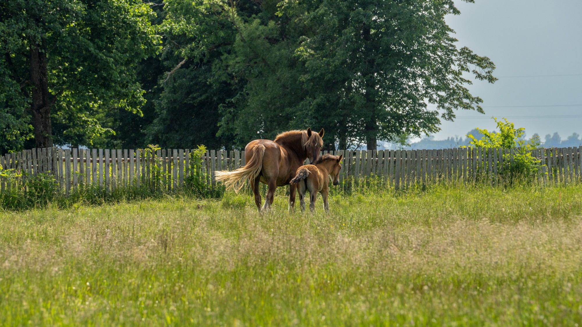Lato na prowincji - zdjęcie 6