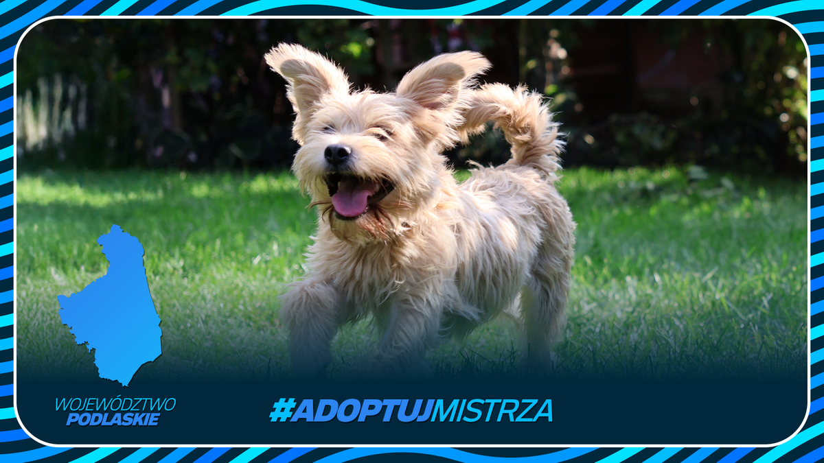 Uśmiechnięty, jasny piesek z długą sierścią i sterczącymi uszami biegnie po trawie. Obok niego widnieje grafika z mapą województwa podlaskiego i hasztag #ADOPTUJ MISTRZA.