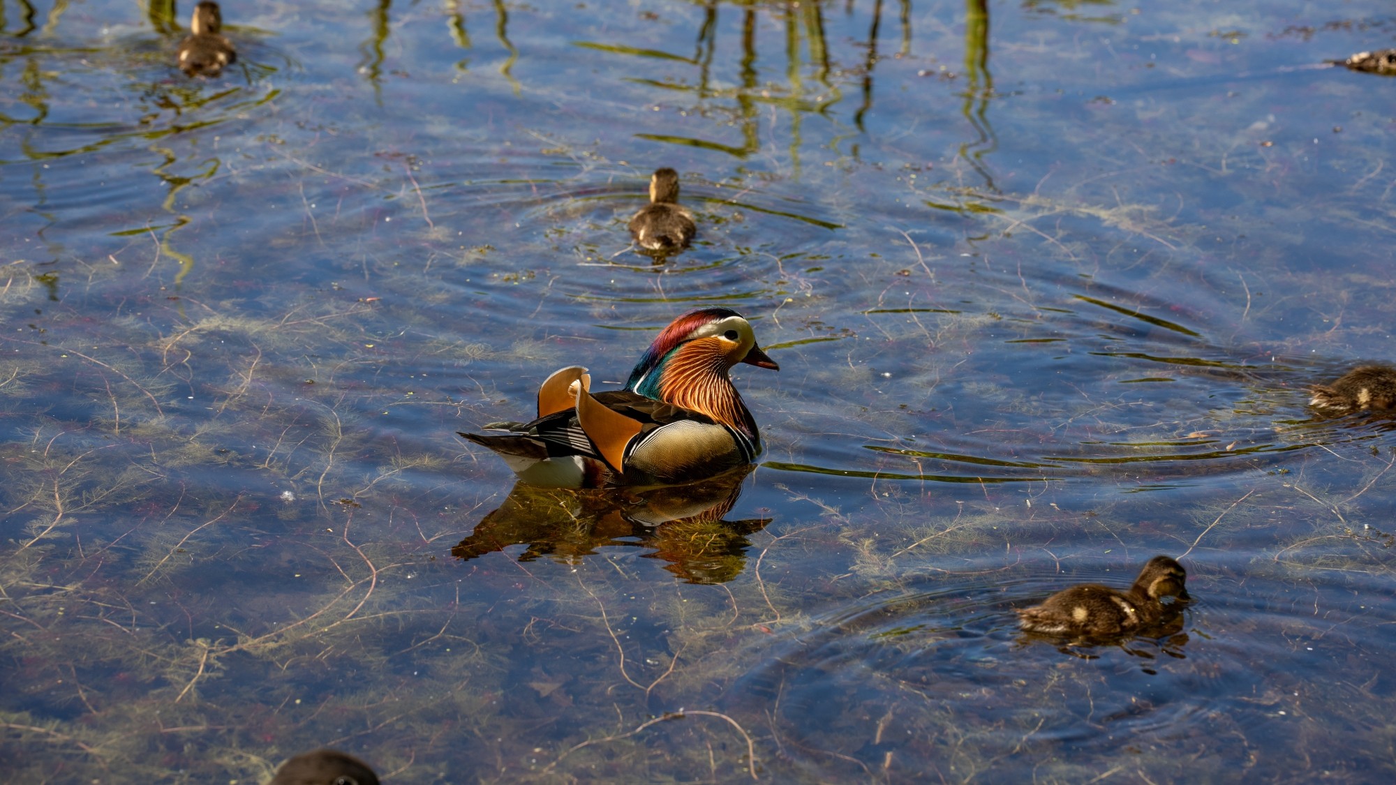 Wiosenna opowieść - zdjęcie 5