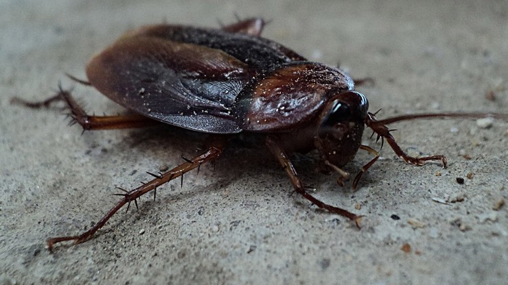 Za 1,5 funta można nazwać karalucha... imieniem byłego partnera. Walentynkowa akcja brytyjskiego zoo