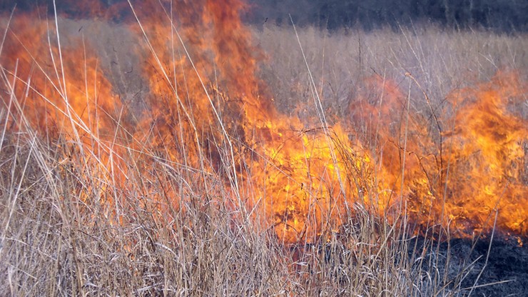 Śmiertelna ofiara wypalania traw w Poznaniu