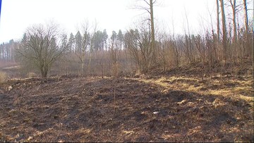 Wypalanie traw. Ogromny pożar pod Olsztynem. Spłonęło 20 hektarów
