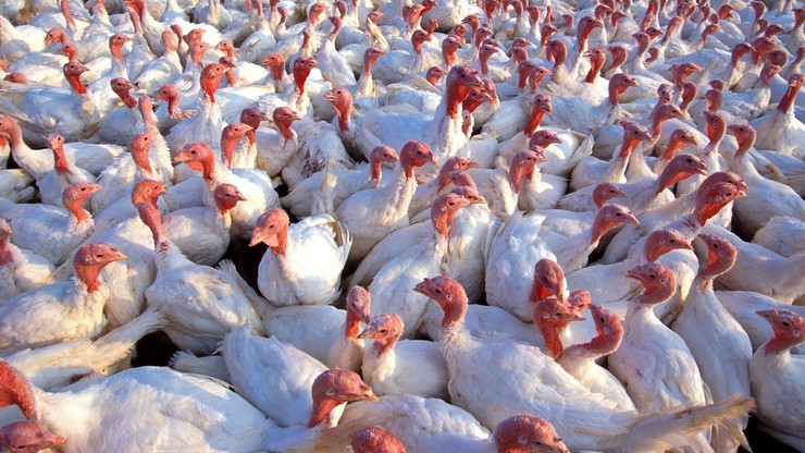Indyki zakażone ptasią grypą trafiły jako pokarm do lisiej fermy
