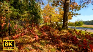 19.10.2021 05:59 Relaksacyjny spacer przez całą feerię barw polskiej jesieni. Zobacz, jak piękny jest październik
