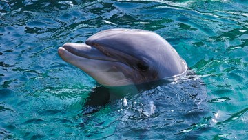 Delfiny giną z powodu osiadłego na mieliźnie tankowca. "Pachniały olejem napędowym"