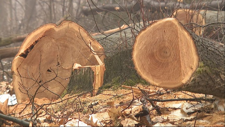 Zablokować wycinkę drzew. Władze Warszawy i PO chcą nowelizować ustawę o ochronie przyrody