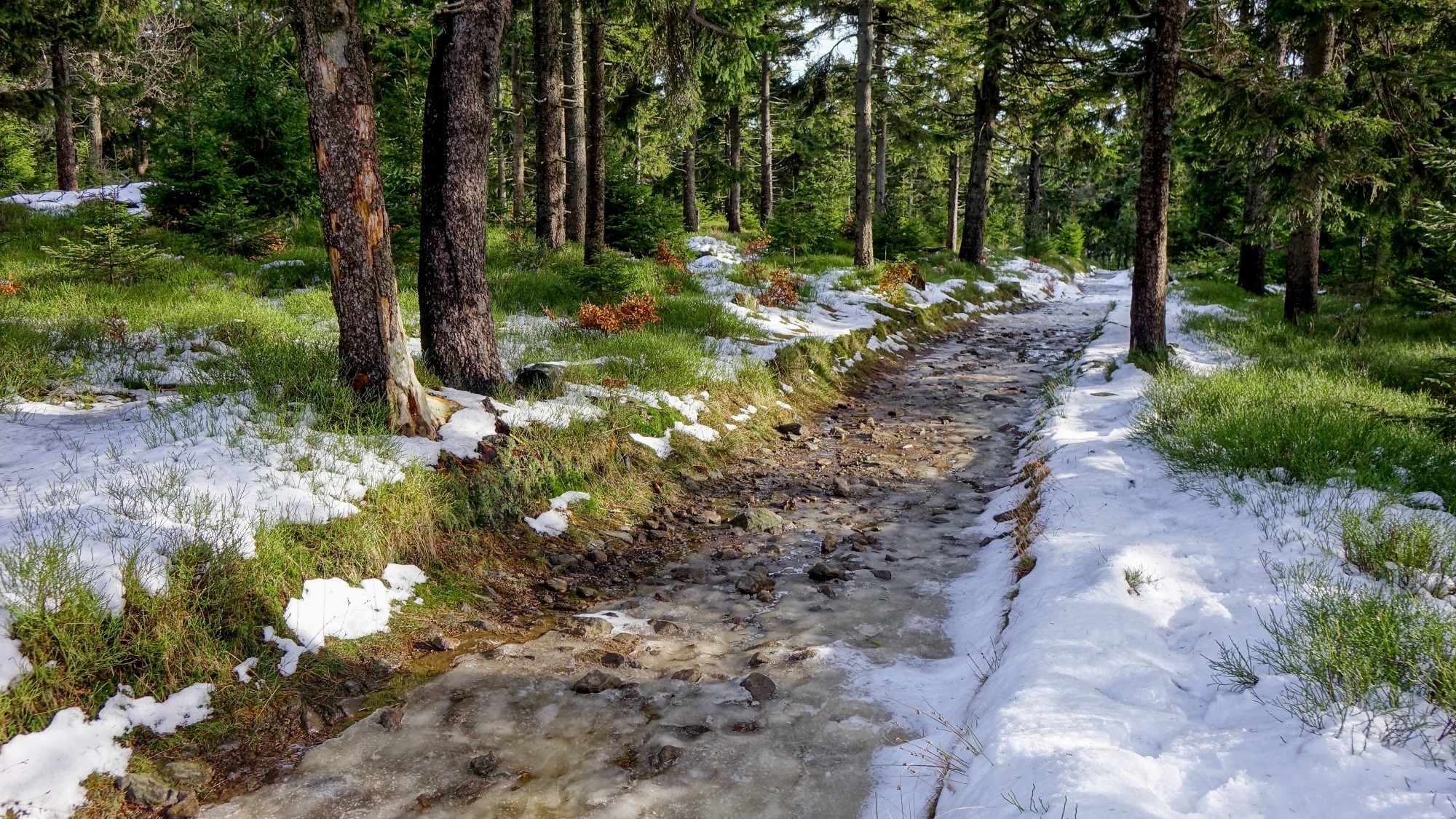 Urocze zakątki w lasach - zdjęcie 70