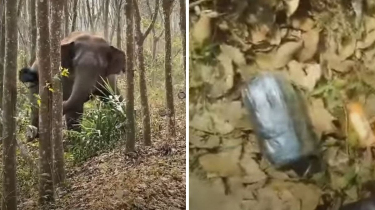 Chiny: Słoń niczym "tajny agent". Pomógł w odnalezieniu narkotyków