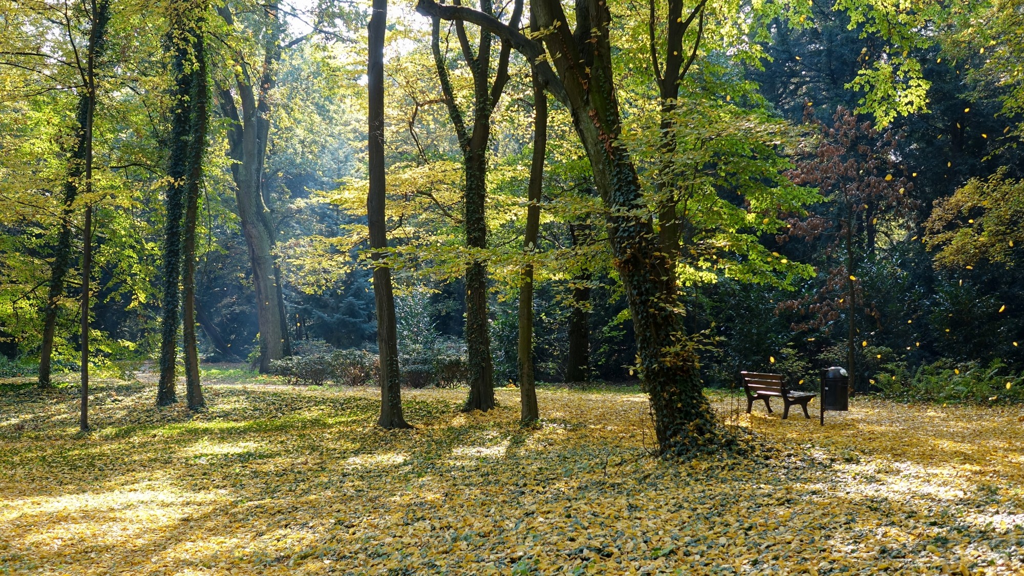 Urocze zakątki w lasach - zdjęcie 67