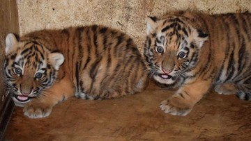 W płockim zoo urodziły się dwa tygrysy syberyjskie. To gatunek zagrożony wyginięciem