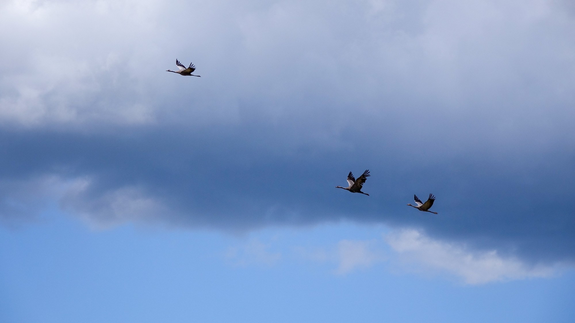 Z kamerą wśród zwierząt - zdjęcie 41