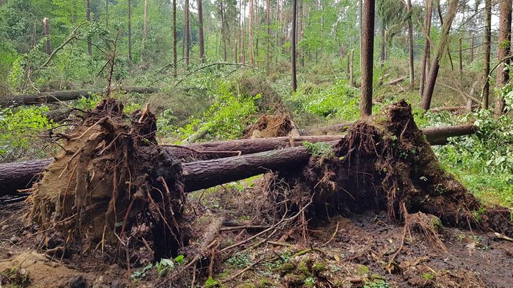 Potężna trąba powietrza zniszczyła kilkanaście hektarów lasu na Mazurach