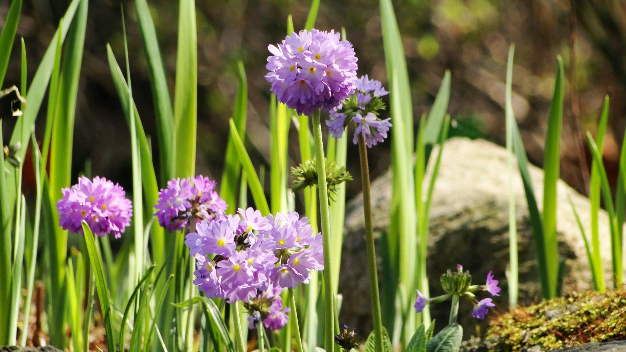 Wiosna radosna - zdjęcie 34