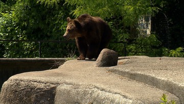 Ważna zmiana w warszawskim zoo po ataku na niedźwiedzicę