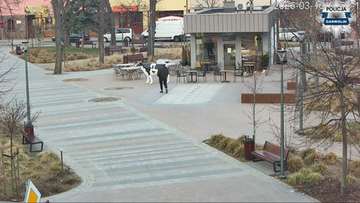 Zaatakował "krowę" przed lodziarnią. Policja pokazała nagranie