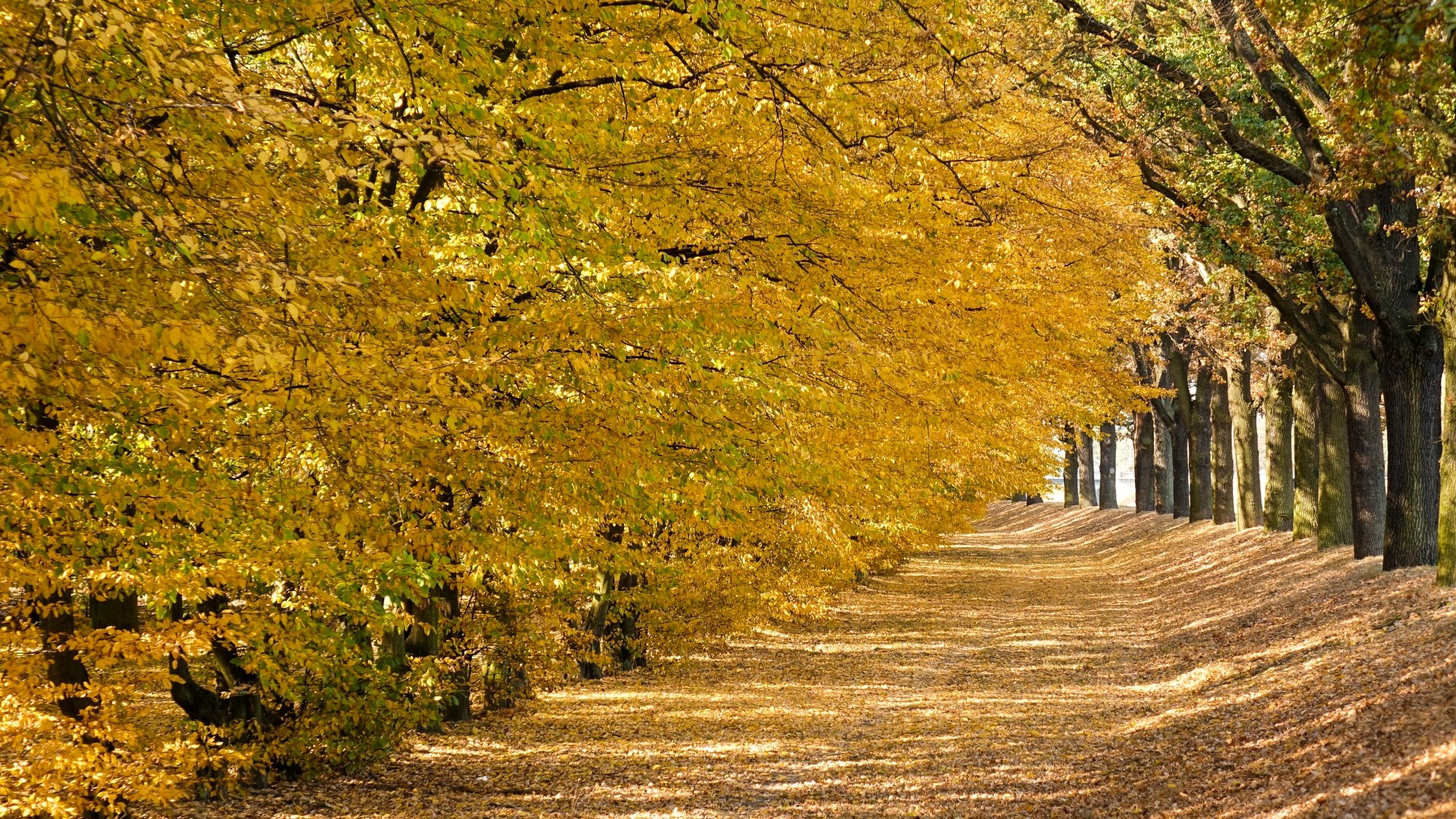Jesień w górach, lasach i nad jeziorami - zdjęcie 29