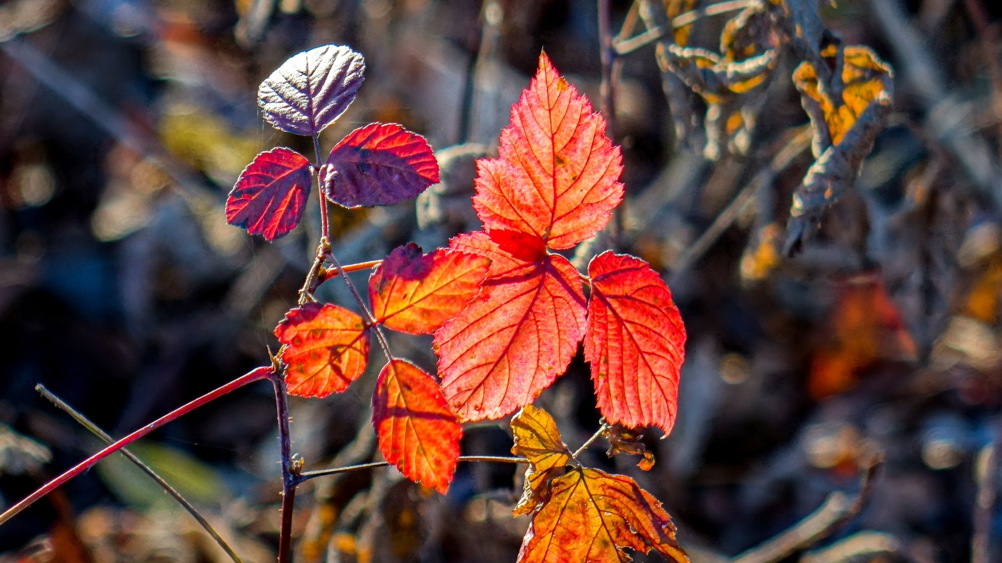 Listopad w obiektywie - zdjęcie 16
