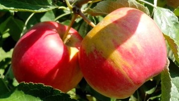 Inwazja polskich jabłek nad Sekwaną. Francuzi kupili dwanaście razy więcej naszych owoców