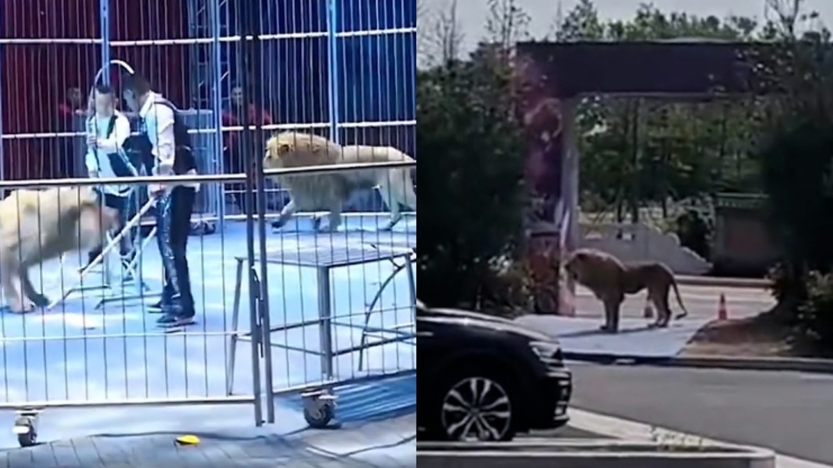 Chiny: Dwa lwy uciekły podczas pokazu w cyrku. Na widowni znajdowali się ludzie