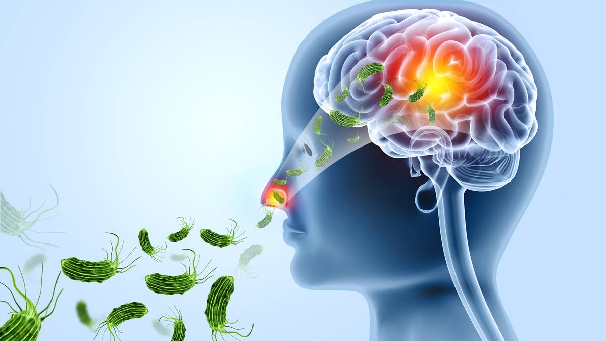 Ilustracja m&oacute;zgu ludzkiego z widocznymi amebami wchodzącymi przez nos i atakującymi centralny układ nerwowy.