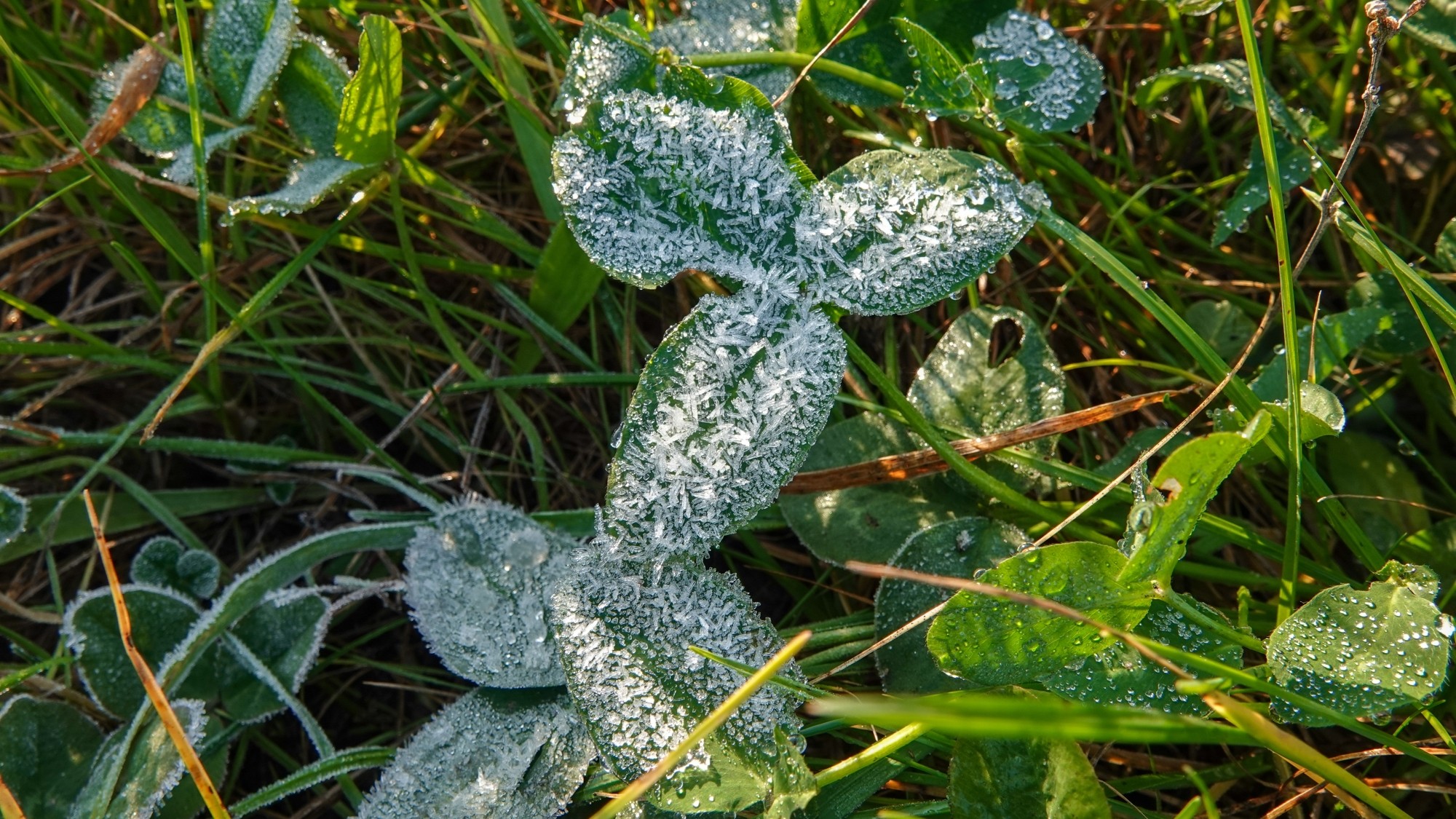 Szron pod lupą - zdjęcie 29