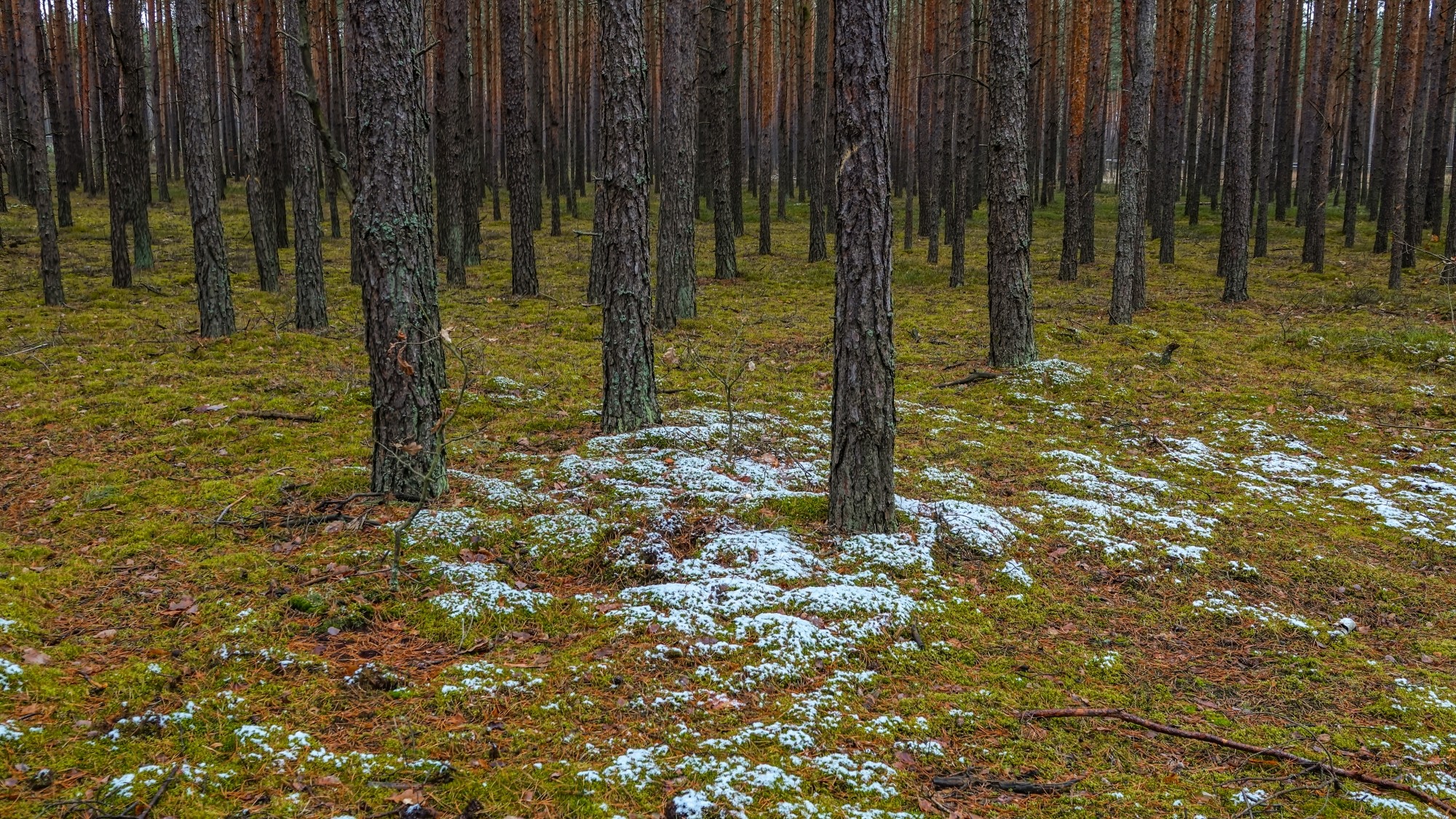 Pierwszy śnieg - zdjęcie 23