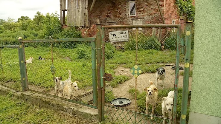 Psy terroryzują wieś. Atakują ludzi, zagryzają inne czworonogi
