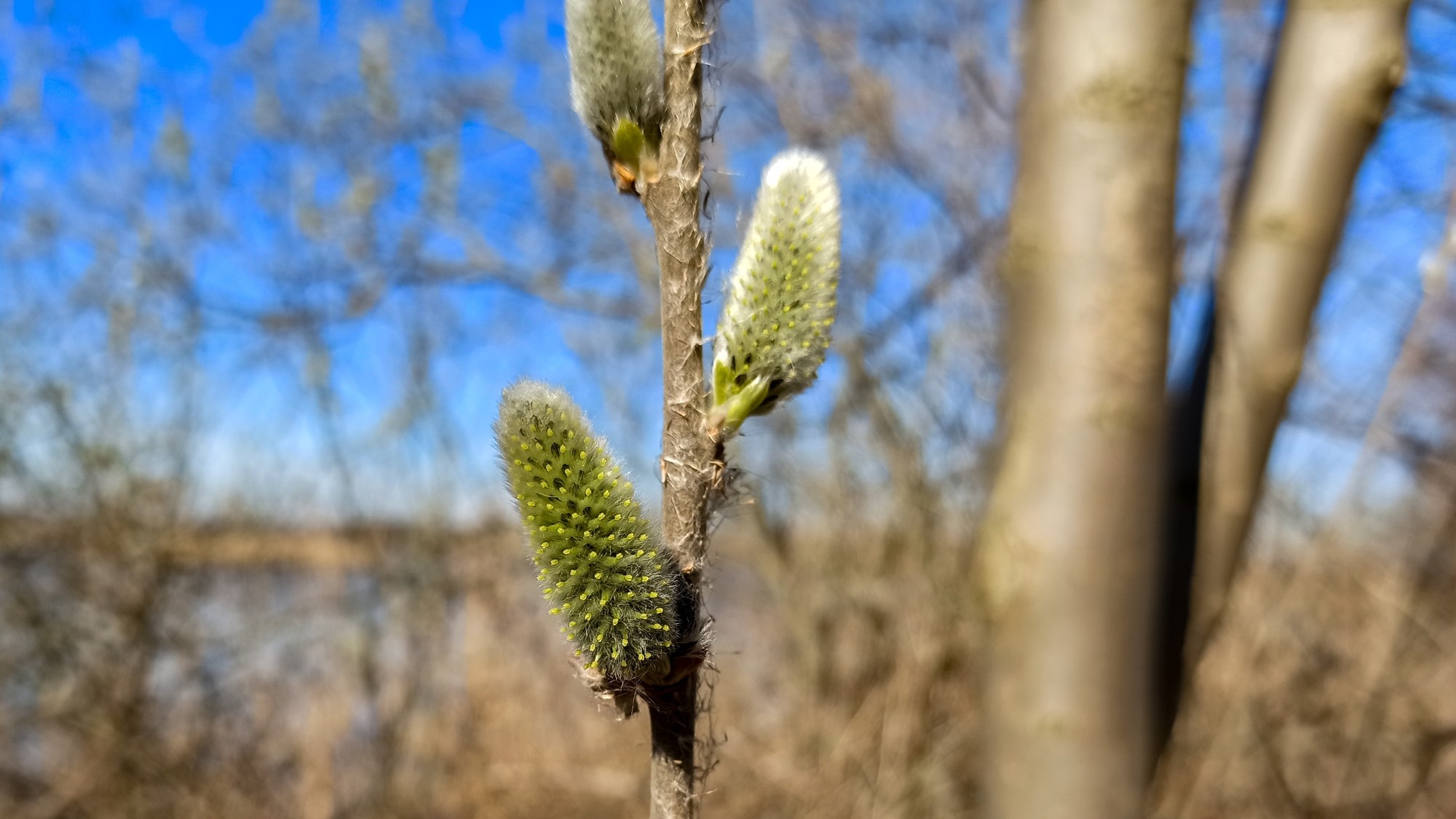 Kwitnąca wiosna - zdjęcie 22