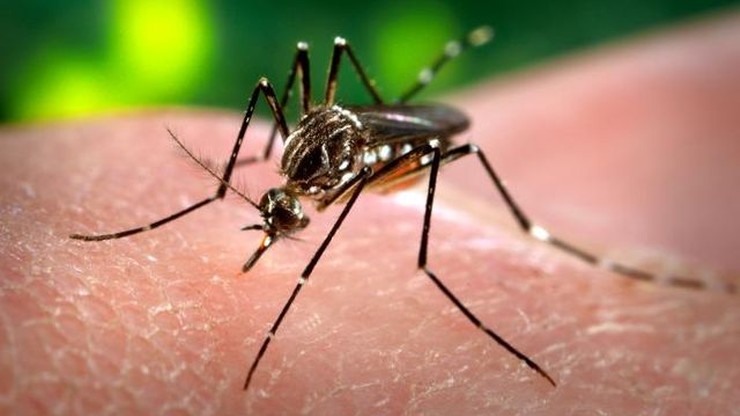 Zika alert w Rio. Wirus może zagrażać sportowcom w czasie igrzysk
