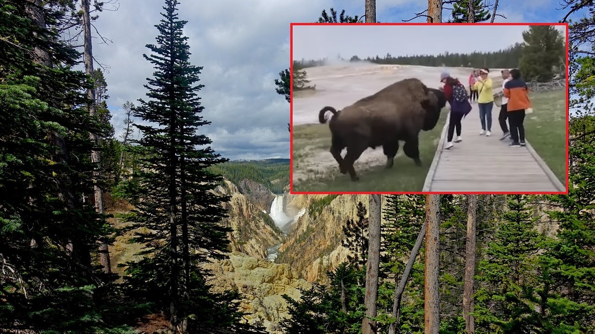 USA: Niebezpieczne zachowanie turystki. Próbowała pogłaskać bizona