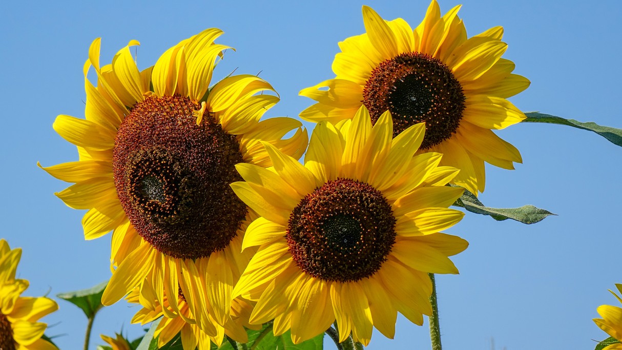 Wrzesień w obiektywie - zdjęcie 16