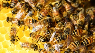 Miejskie pszczoły dają dużo miodu. I jest on wysokiej jakości