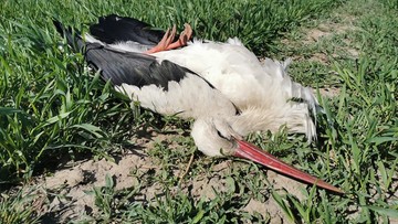 Bielik, bocian i 11 kruków - odnaleziono martwe ptaki. Ktoś mógł je otruć