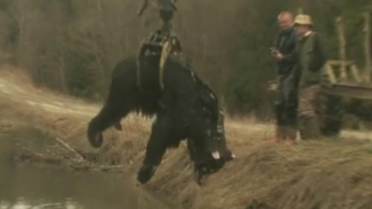 Martwy niedźwiedź w Bieszczadach. Leśnicy badają, co mu się stało