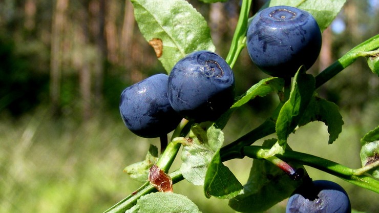 Owoce jagodowe z Polski w rynkowej ofensywie