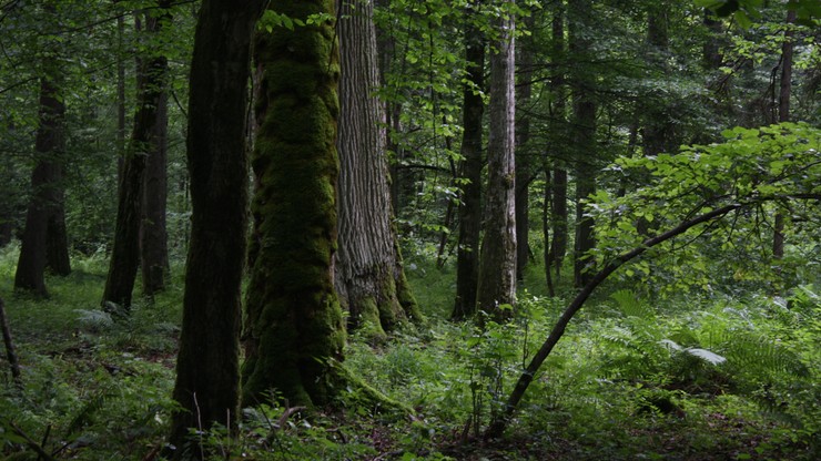 W kwietniu nasadzenia drzew i cięcia sanitarne w Puszczy Białowieskiej