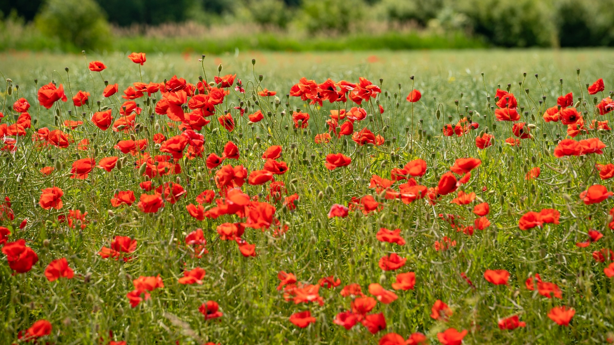 Lato na prowincji - zdjęcie 7