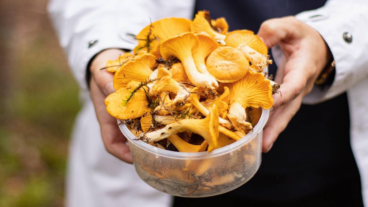 2 godziny po deszczu poszli do lasu na grzyby. Tego się nie spodziewali