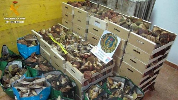 Hiszpania. Policja  spodziewa się zwiększenia liczby nielegalnych zbieraczy grzybów