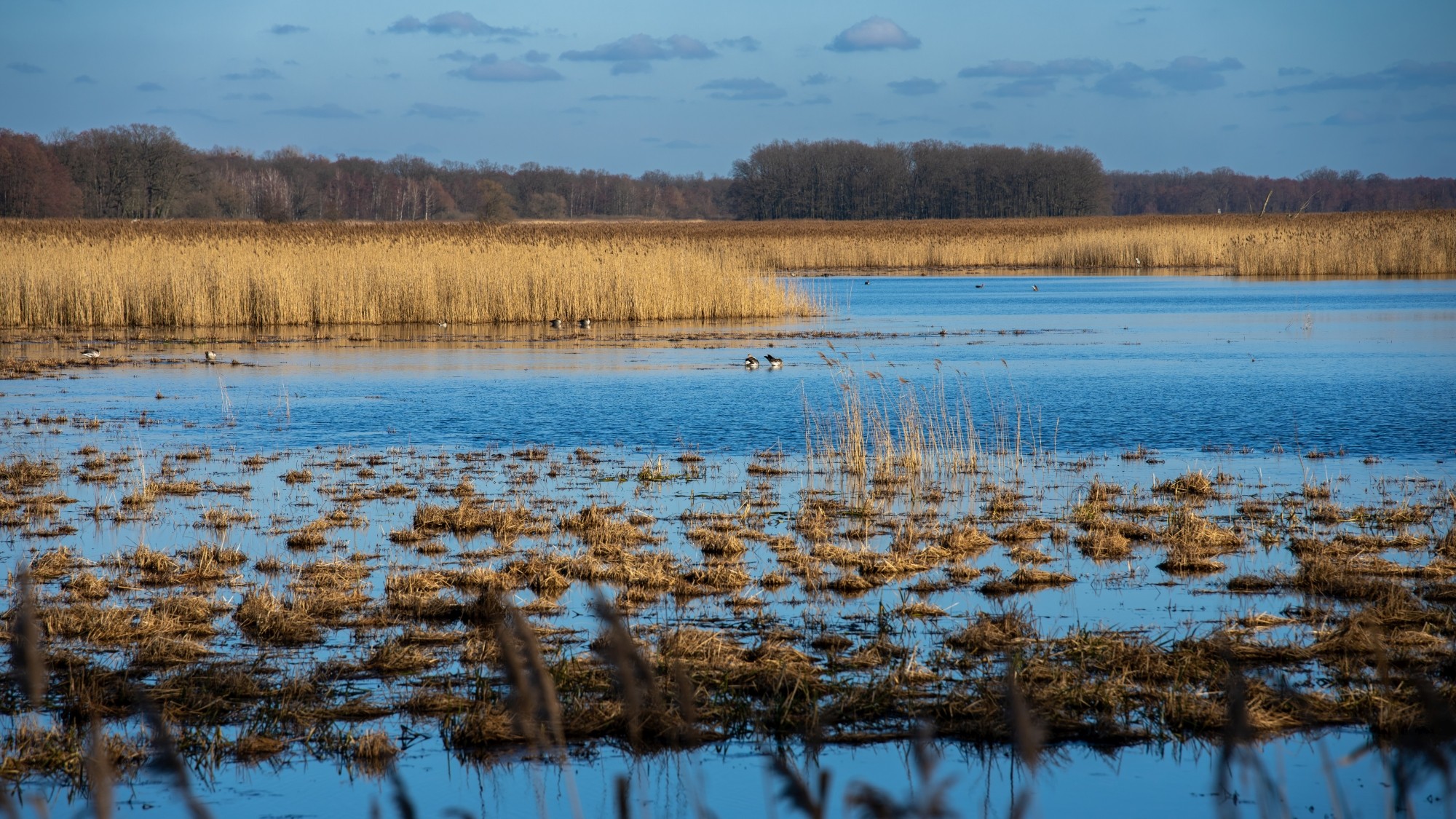 Wiosna coraz bliżej - zdjęcie 4