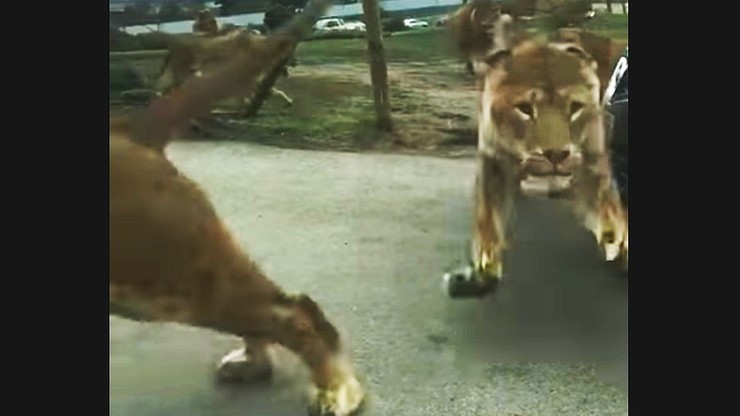 Stado lwów rzuciło się na kobiety z dziećmi w angielskim Parku Safari