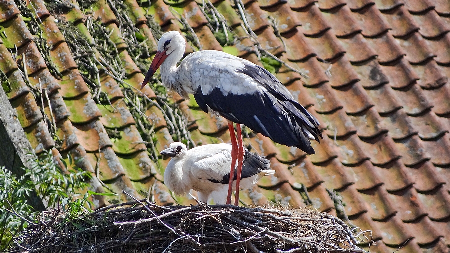 22.03.2019 12:00 Odwiedziliśmy „bocianią wioskę” na Mazurach. Zobaczcie to niezwykłe miejsce na zdjęciach