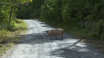 250 świń uciekło z farmy. Zwabiono je... bułkami do hot-dogów