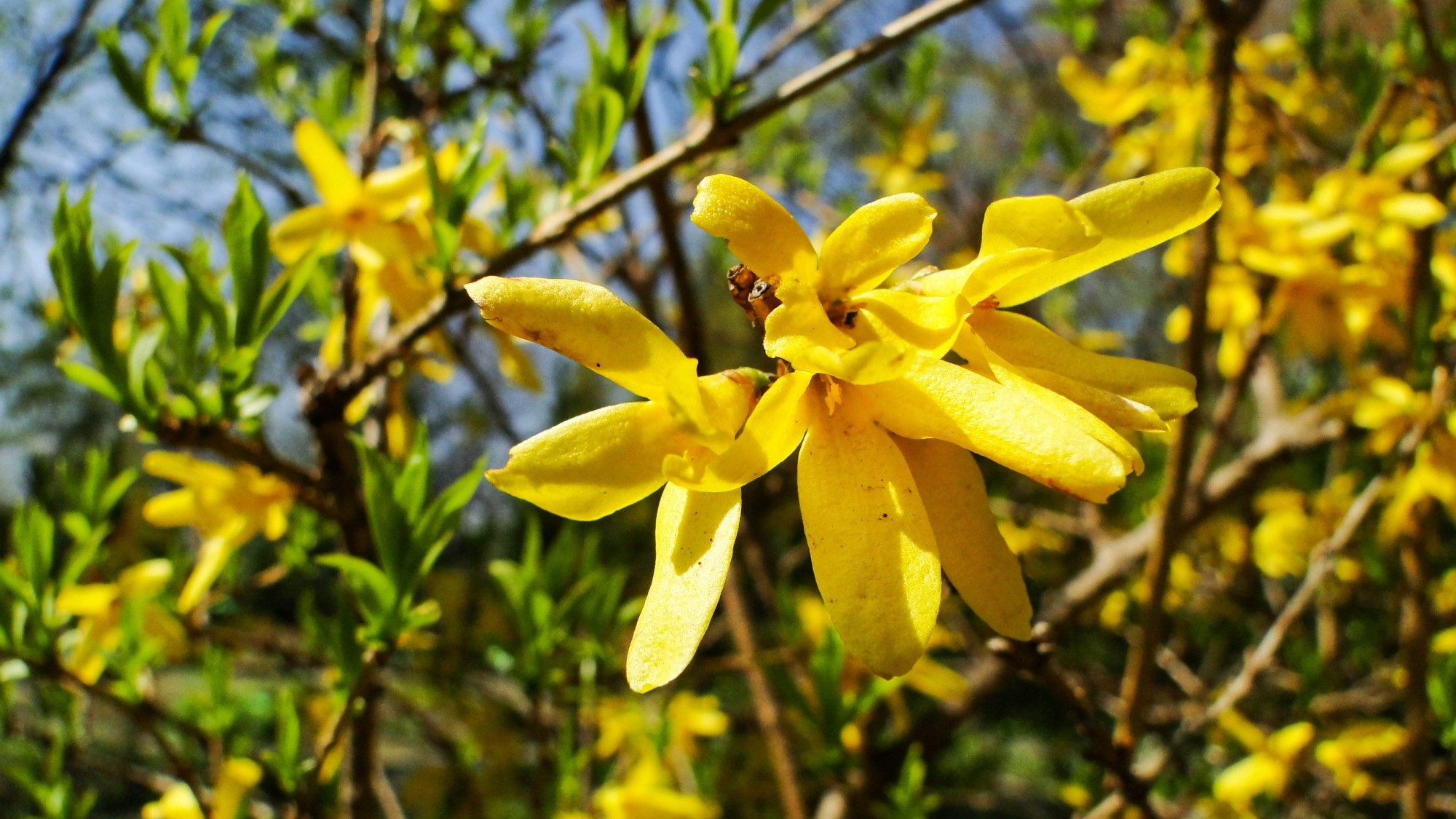 Wiosna radosna - zdjęcie 11