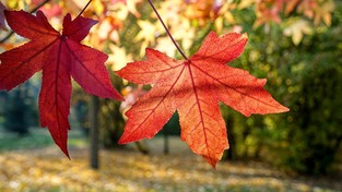 15.10.2022 05:56 Drzewo zrzuca liście, bo stanowią dla niego poważne zagrożenie. Poznaj największy sekret jesieni