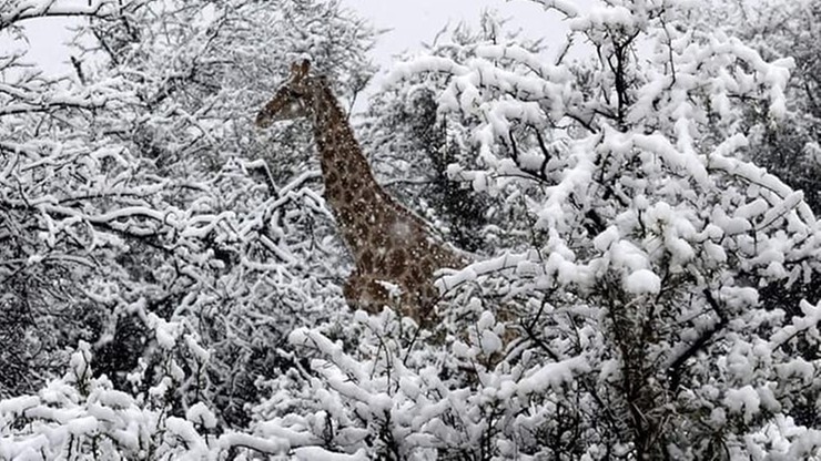 Żyrafy, słonie i śnieg. Zimowy krajobraz... w Afryce
