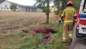 Koń wybiegł wprost przed motocykl. 30-letni kierowca zginął na miejscu