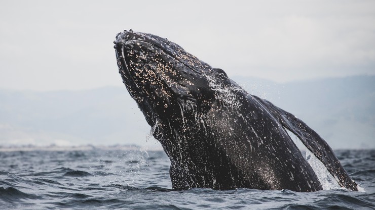 USA. Plemię chce wznowienia tradycji polowań na wieloryby. W stanie Waszyngton trwa debata
