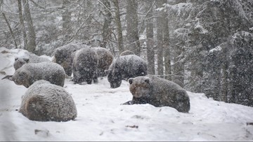 Bezsenność ukraińskich niedźwiedzi. Jest dla nich za ciepło