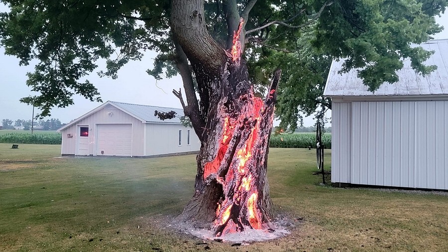 Piorun uderzył w drzewo wywołując jego pożar. Fot. Facebook / Ridgeville Township Volunteer Fire Department.